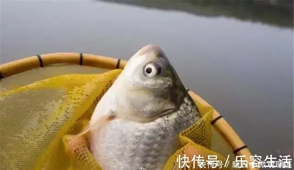 自制|夏季钓鱼杂鱼太多,不妨试试这款自制饵料,野钓黑坑都能用