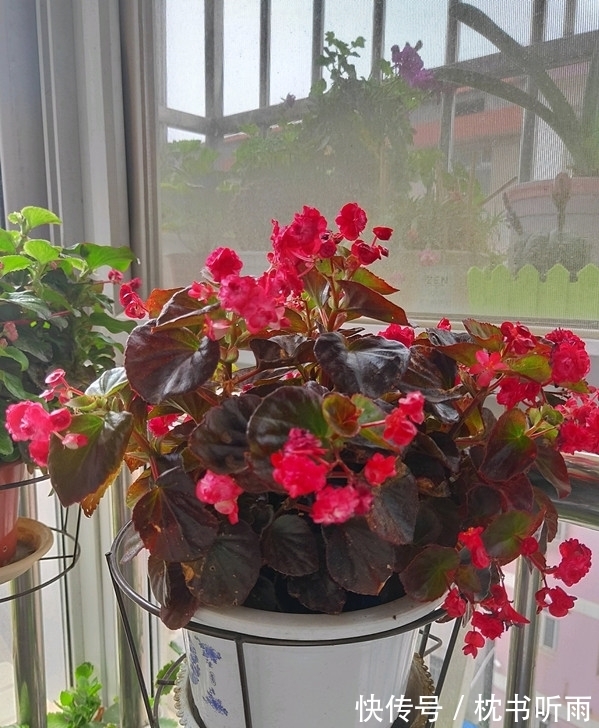 封闭阳台养啥花?这款很不错,花叶俱美,打理简单,冬天也有花看