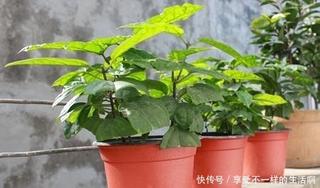 春天扦插3种花，剪1根枝条15天“冒白根”，一次开花上百朵！