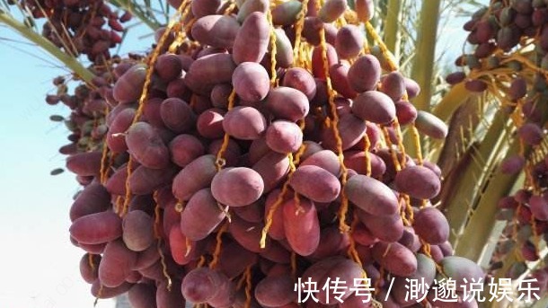 果子|农村一种不常见的果子,可能很多人不认识,不过常吃可以保护肝脏