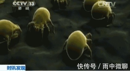 超声波|床上螨虫超级多生物专家不是风油精,不到一毛钱,螨虫死光光