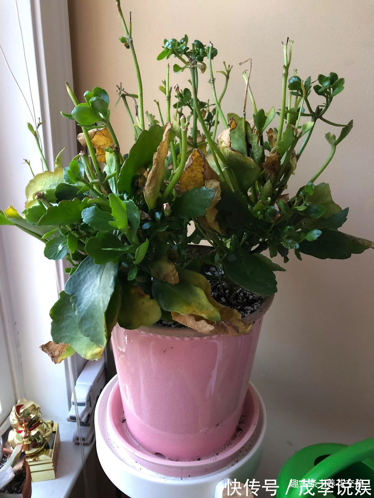 盆栽|室内盆栽长寿花开花指南,光照比肥料还重要,想要复花要学会修剪