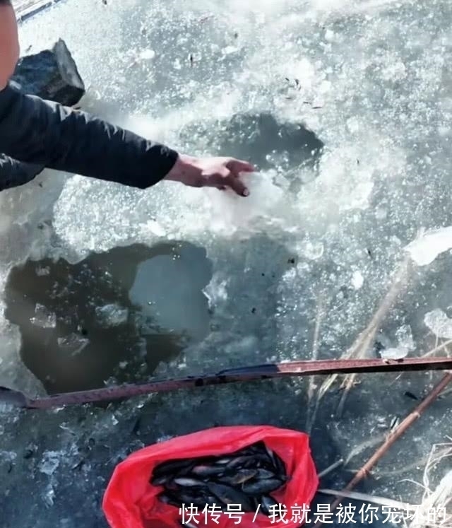 东北的老头鱼是一种什么鱼?生活在野泡子里,冬天冰封也冻不死
