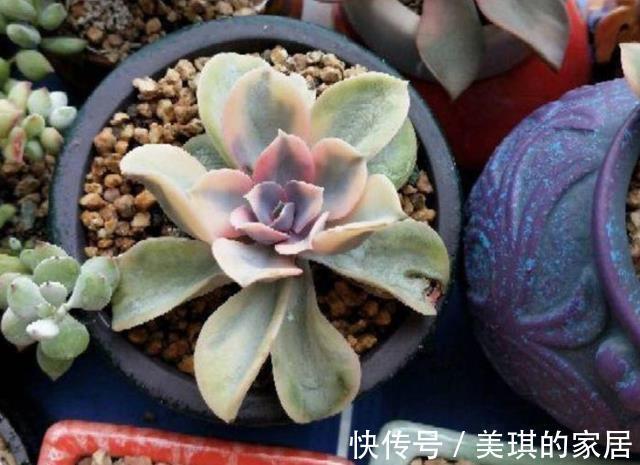 多肉|多肉叶子干瘪,怎么浇水都没用?这4方面出错,改掉才有救