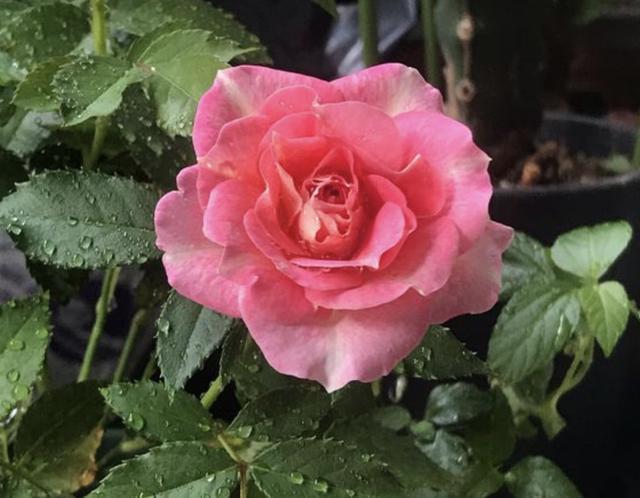 君子兰|养花不想用肥料那就捡“1袋它”,花盆里垫“5个”,花卉不缺肥