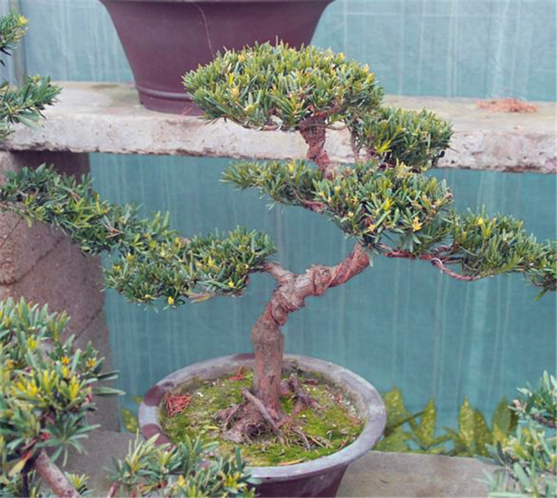 客厅养“树”不要少了这3棵,花3-5年时间,一棵1万无压力