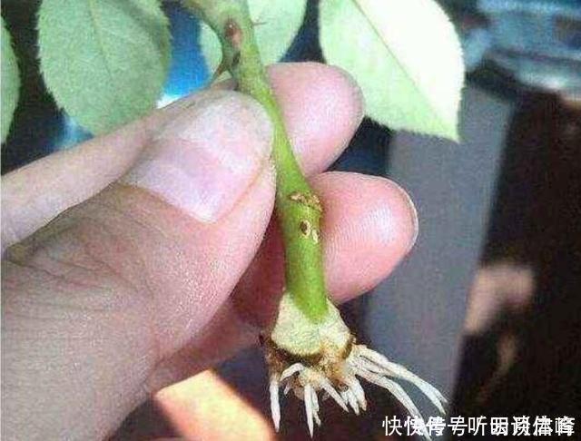 基部|扦插月季不生根?用这捂一捂,过几天“冒白根”,变成月季大户