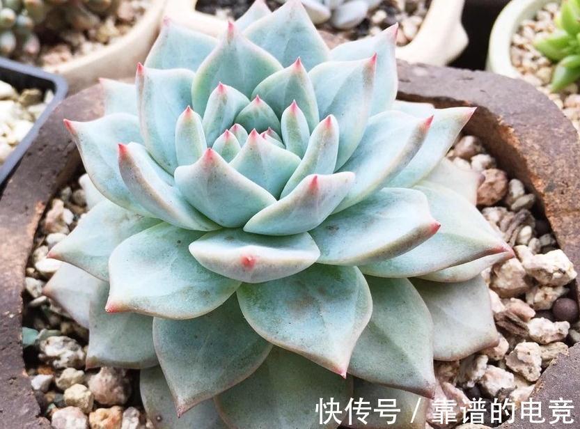 多肉植物蚧壳虫太可怕 5个简单处理方法 轻松消灭蚧壳虫 粉紫色 多肉植物蚧壳虫太可怕 5个简单处理方法 轻松消灭蚧壳虫 粉紫色