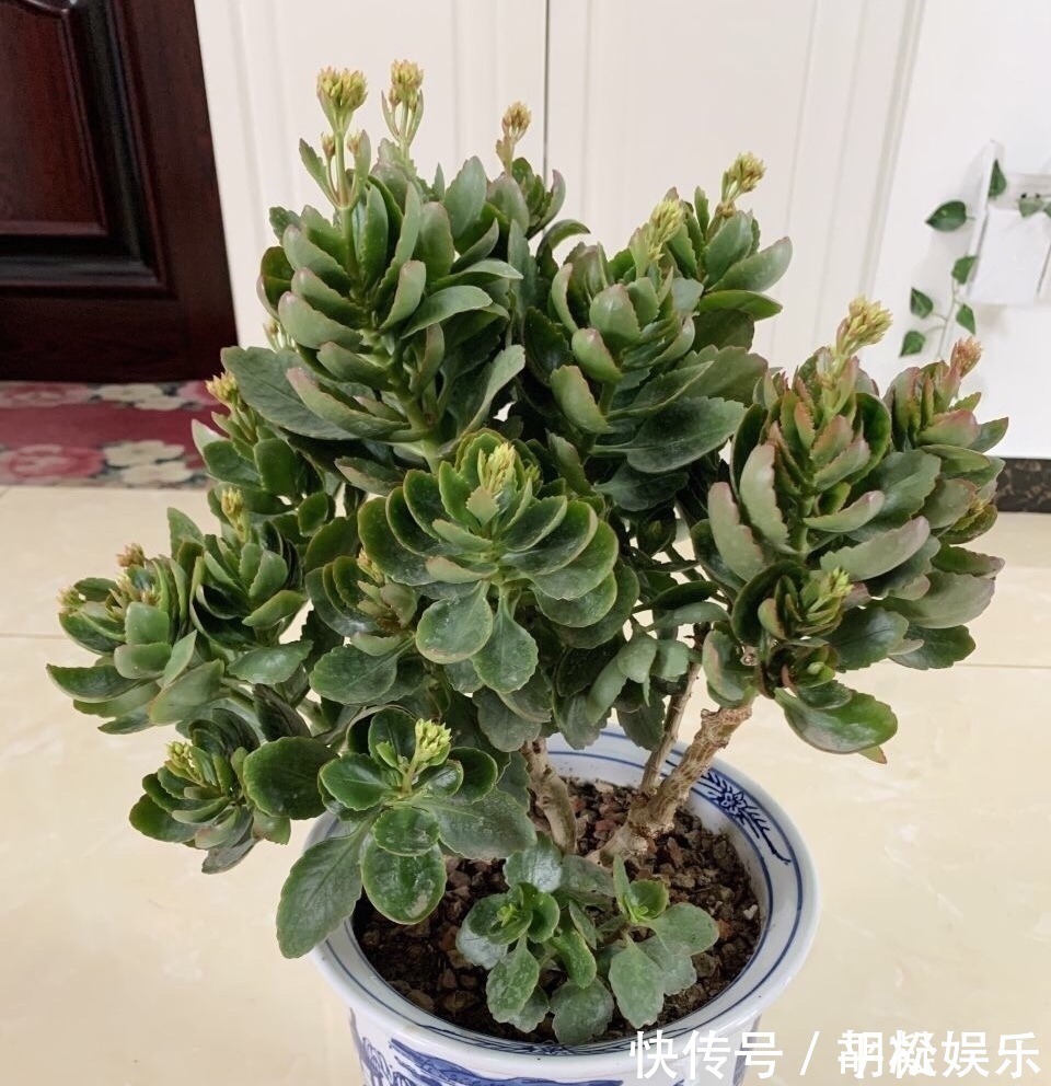 技巧|1盆长寿花长出“25根”花箭,掌握“4个技巧”,你也可以做到