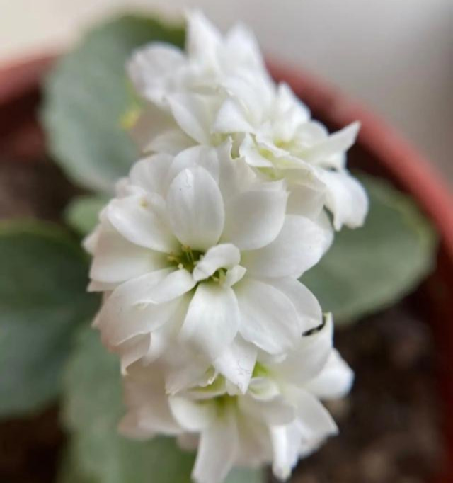 花色|75个长寿花品种,一个比一个美,一起来认识一下吧!