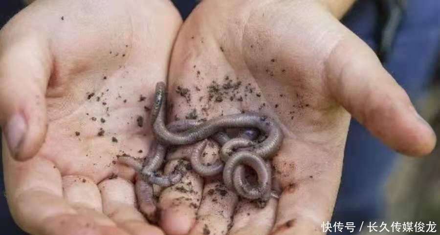 蚯蚓|后悔之前没发现:钓饵中加这东西,鲫鲤鱼特爱吃,不信就试试
