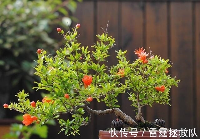 3种“吉利树”,家里种一棵,多福高寿,子孙也受益