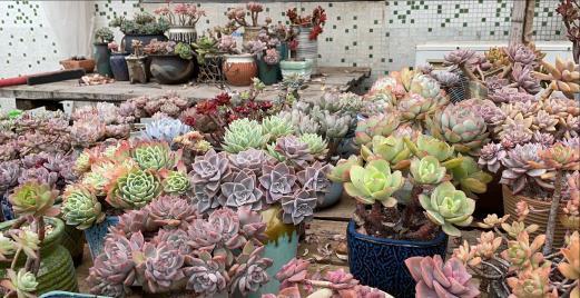 多肉|夏天养多肉，3个“痛点”别忽视，肉肉难长大，摊大饼，难度夏