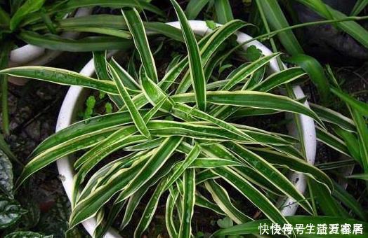 金边吊兰这样养,不用买就能种,叶子大颜色漂亮,一年长爆盆!