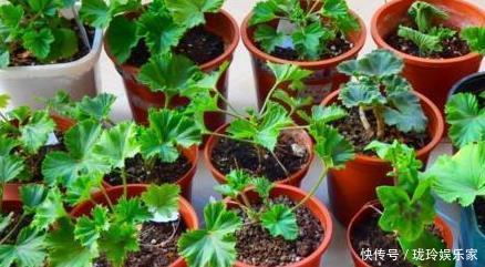 枝条|5.1在家扦插吧!8种花都可以,插土就活,10天长根,当年开爆盆