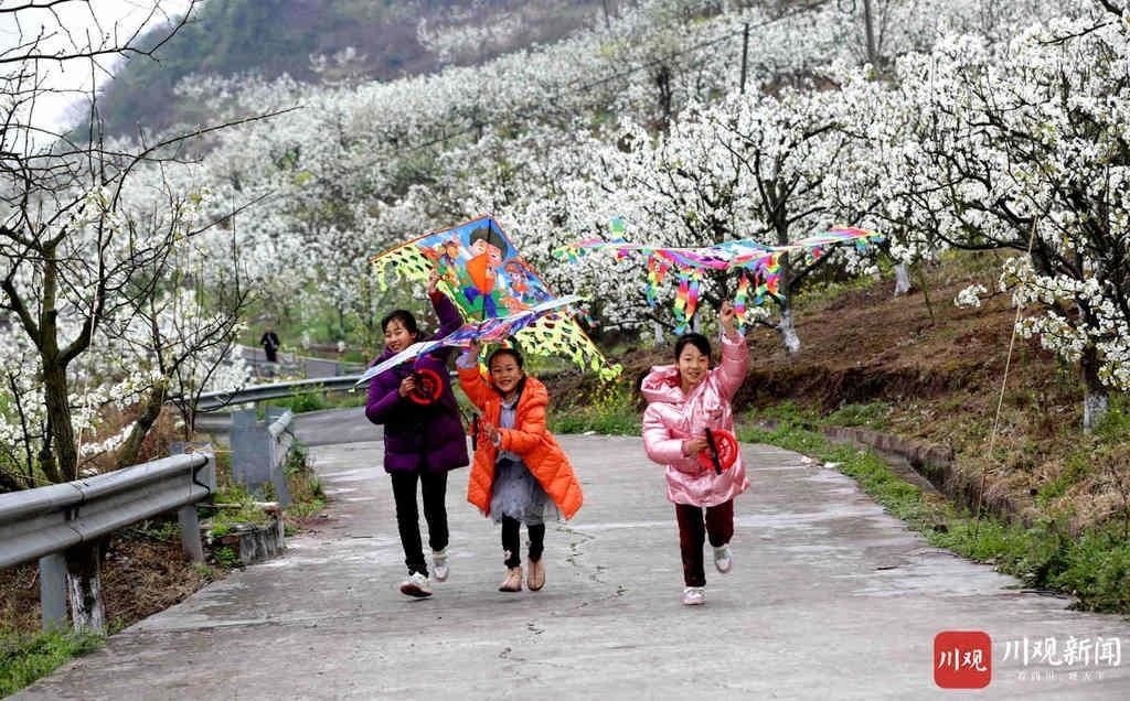 远近|仁寿： 万亩梨花开得艳 远近游客闻香来