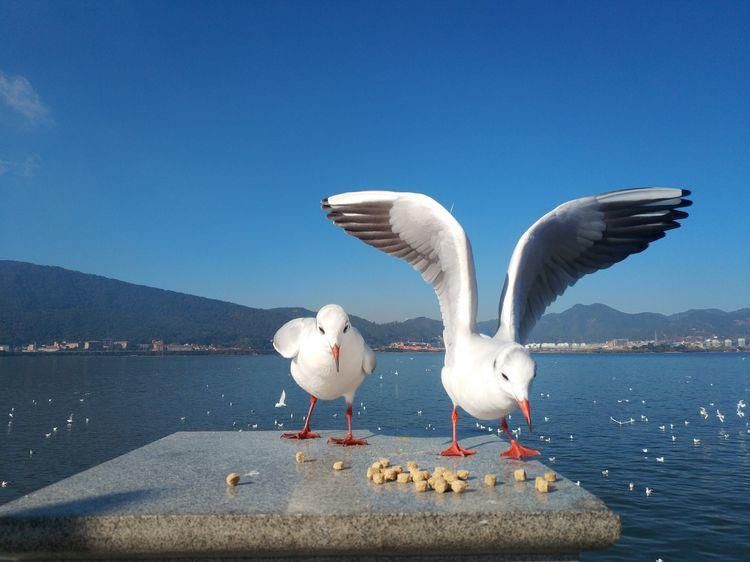 船房河走到滇池边，冬日赏海鸥、走湿地，惬意