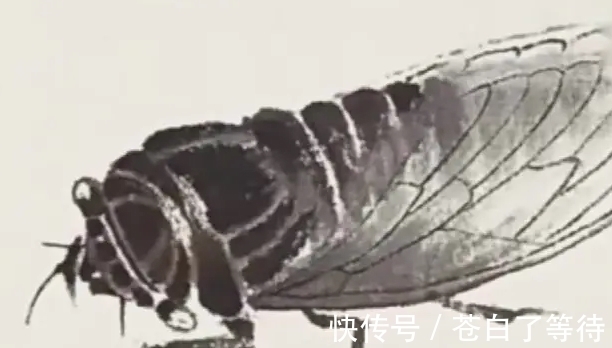 薄如蝉翼#为什么齐白石的“蝉”能卖8亿天价?专家:放大30倍后就懂了