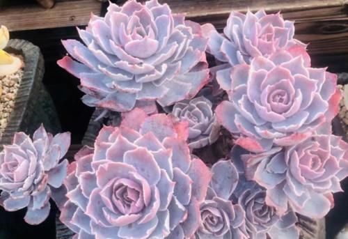 花店里的多肉看起来很漂亮，并非都是因为店主养得好，还可能有其它原因