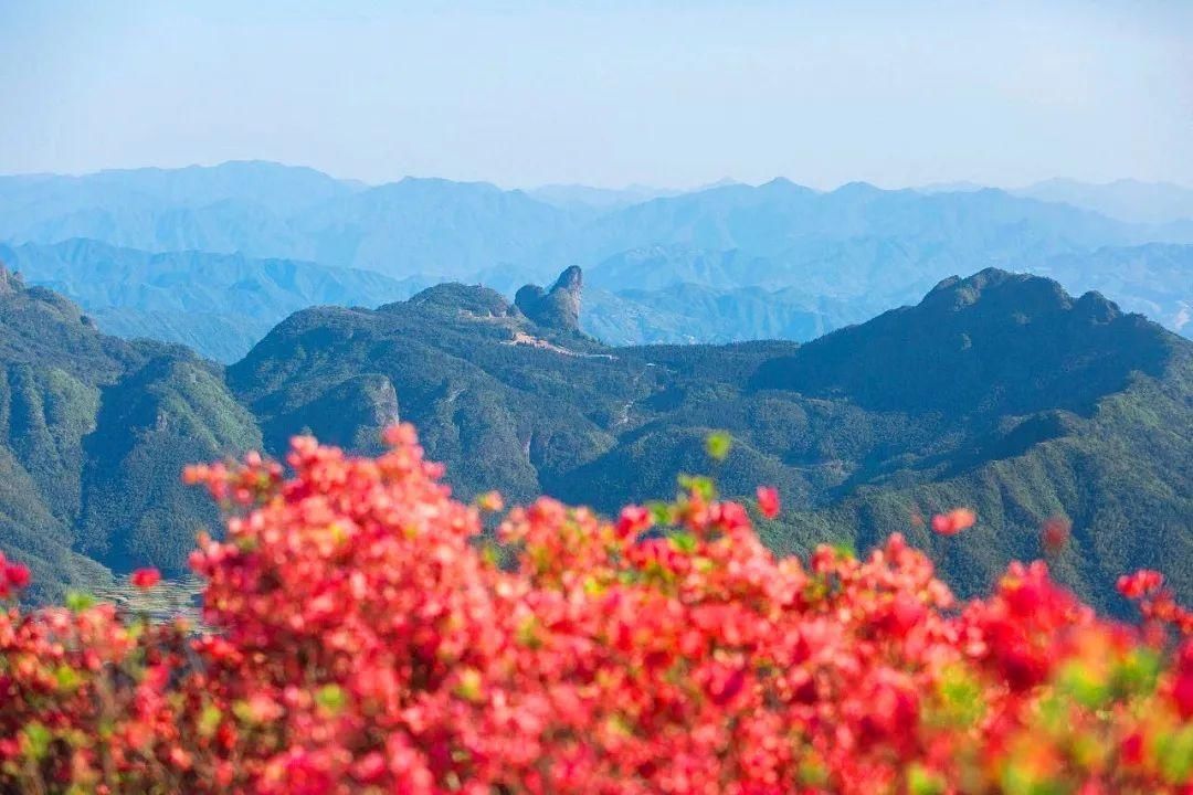 满山杜鹃开，人间芳菲地，这个春天相约云上高坪！