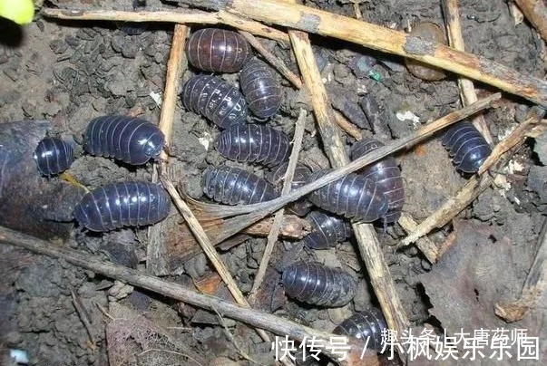 神农本草经|一个爷爷留下来的土偏方!一分钱不花,治好瘊子,效果真的好!