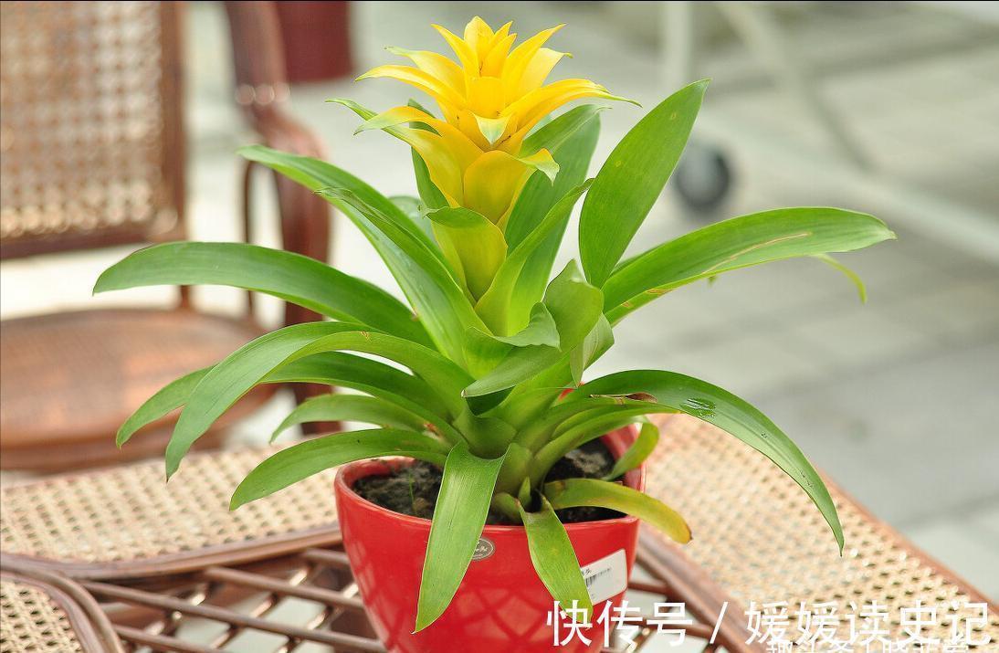 10种“旺运花”，家里至少养一盆，漂亮吉祥还“养人”