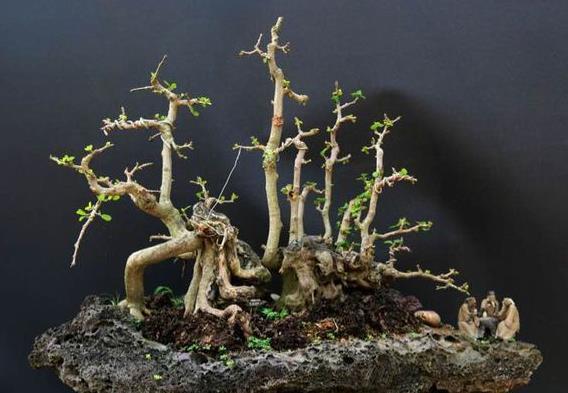 最喜欢丛林式盆景了，这个博兰盆景老桩这样修剪造型，真的美极了