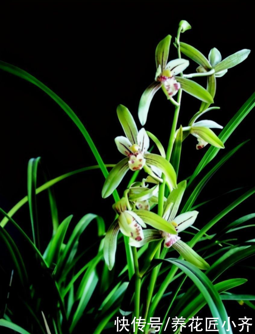 建兰一年能开花多次，关键是要做好4点，不然最后只能赏叶子