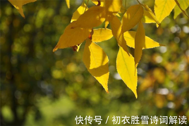 芙蓉城&晚夏早秋诗词五首,清秋时节近,一片初飞叶报秋