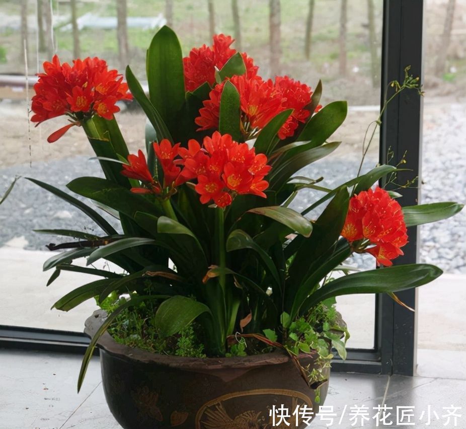 君子兰叶片油绿不开花,其中有3个“关键”,做错一个都不会开花