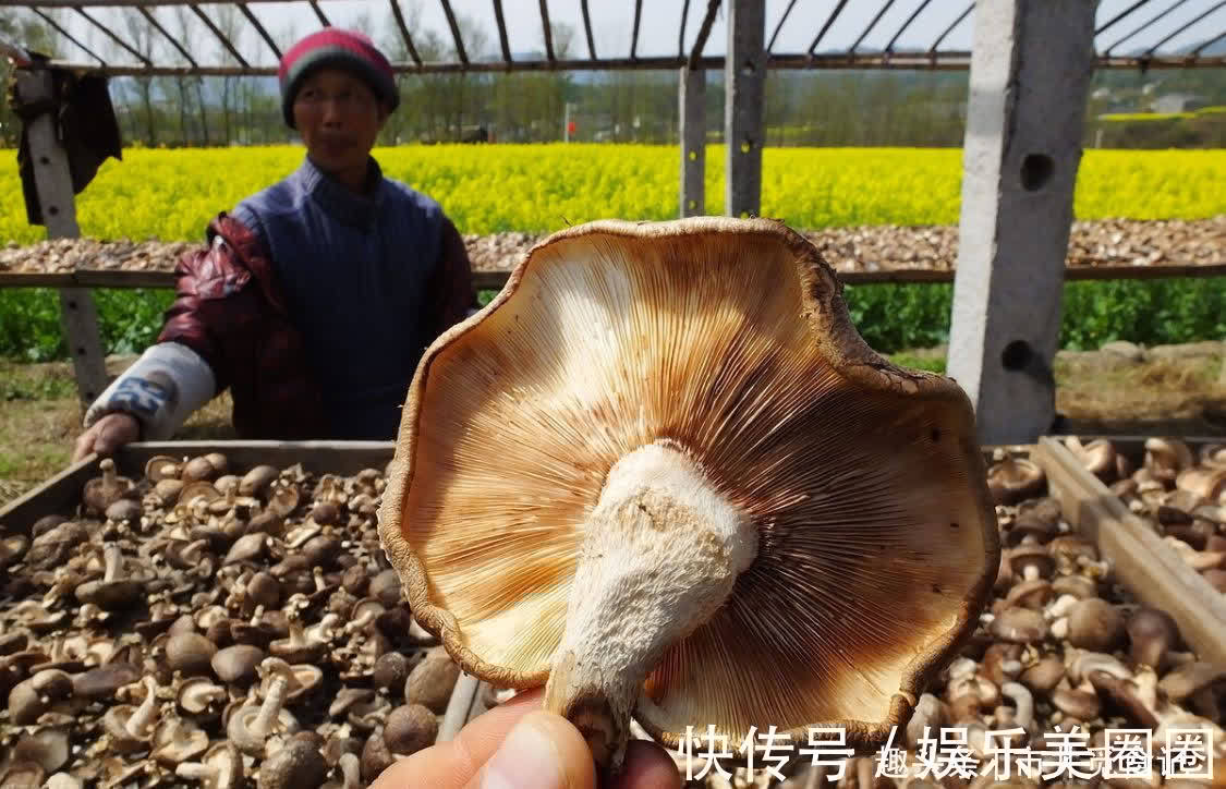 裂纹|买香菇,不是越大越好,记住“3买3不买”,香菇香味浓郁又新鲜