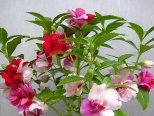 5种花美的出奇,有阳光就爆盆,给点水就疯长,太好养