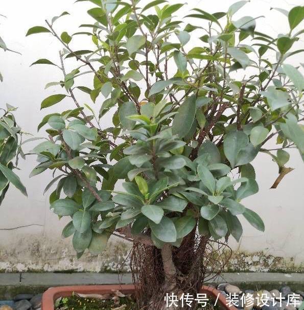 枝条|盆栽榕树怎么养?注意2点,枝叶很多、绿油油很繁茂、造型也美
