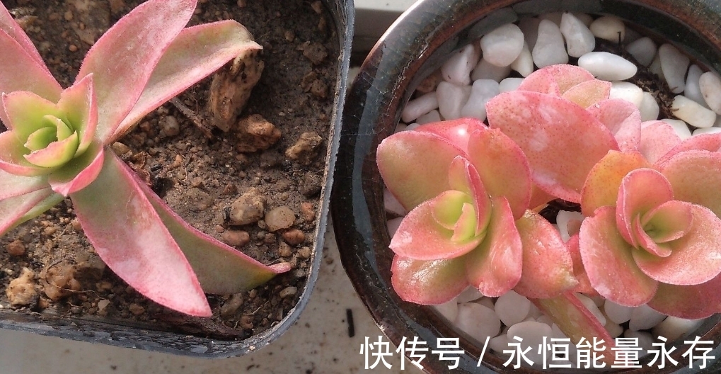 火祭繁殖生长记录,内有干货