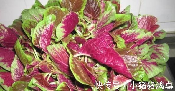 苋菜|虽然吃蔬菜很好，但是孕妇应该远离这五种蔬菜子宫里的婴儿不喜欢它们
