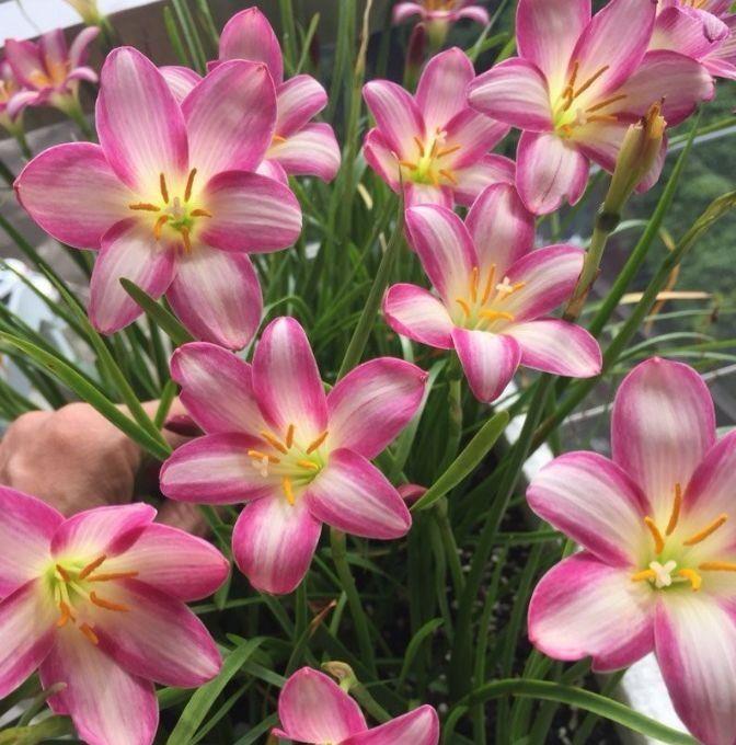 家养急症植物,随便养都能活,开花特漂亮,阳台开出花海