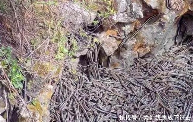 特大|1983年蛇灾前因后果：特大洪水让蛇无家可归，居民以为有天灾发生