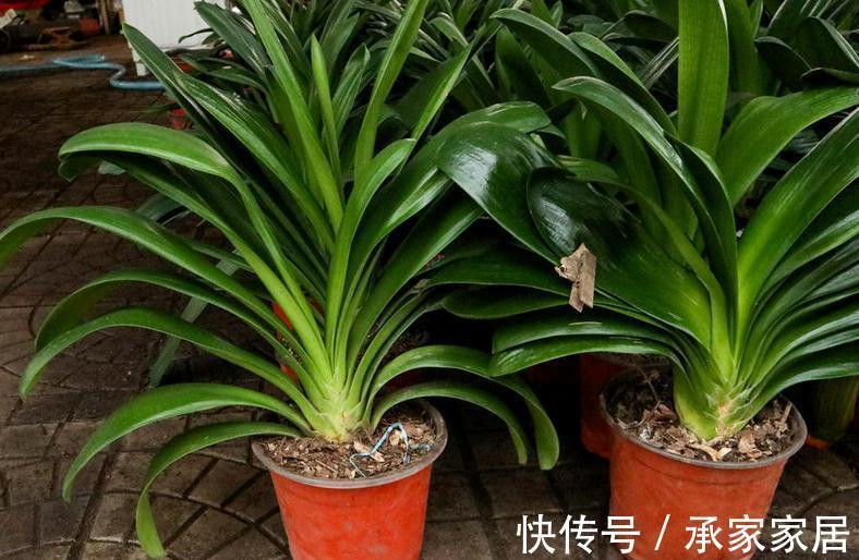 植株|秋季如何养君子兰不夹箭？注意4点，植株越长越旺盛
