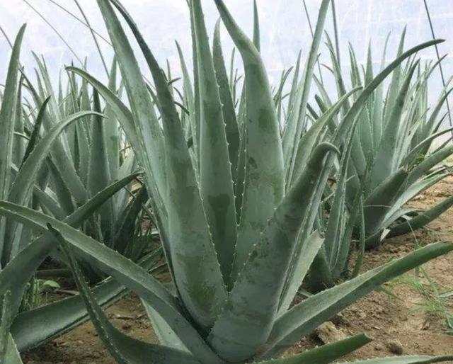 3种室内植物,看起来“太丑”,殊不知有作用,摆家里“吸甲醛”