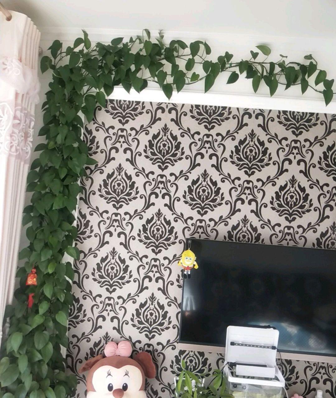 养绿萝多“喝三种水”,枝条长出三米长,绕着屋墙爬