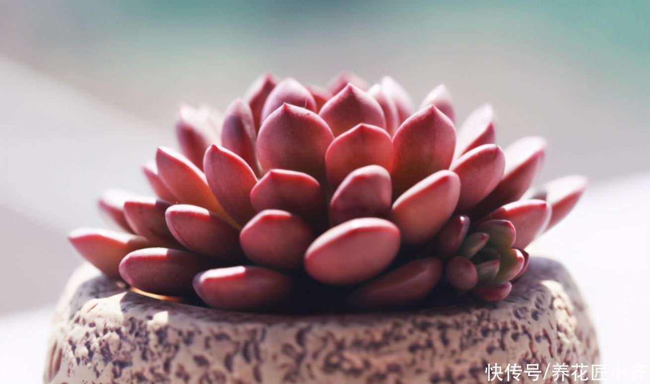 紧凑|想养好多肉,要学会“虐它”,不仅不会干叶,反而植株紧凑状态美