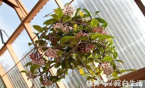 家里采光不好，不妨试着养3种花，轻轻松松开满盆，是盆栽佳品！