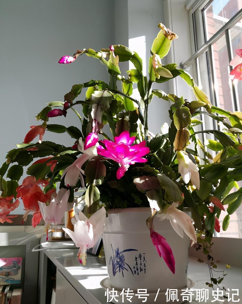 蟹爪兰开花后怎样修剪?做好这3步,二次开花很简单