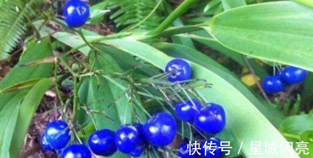 汉文帝|此草有剧毒,看到千万要注意,不要乱采摘,毒性可用来制成老鼠药