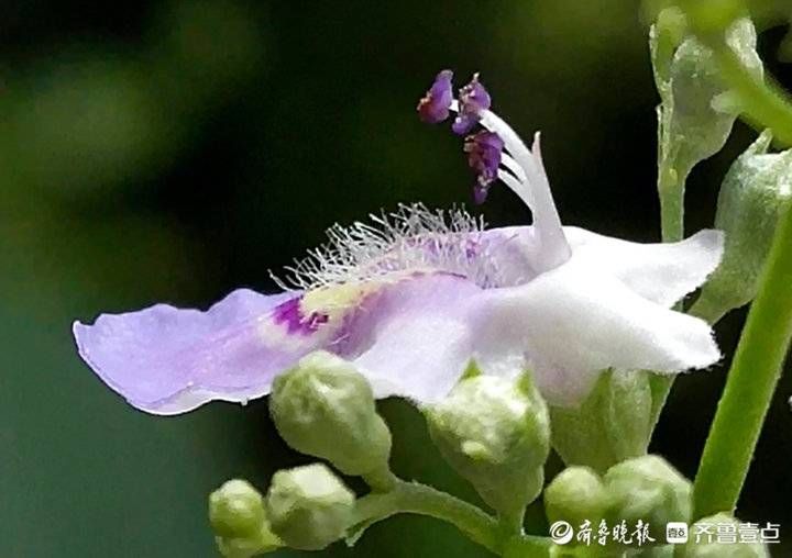 荆条|荆条开出紫色小花，清雅靓丽满枝头