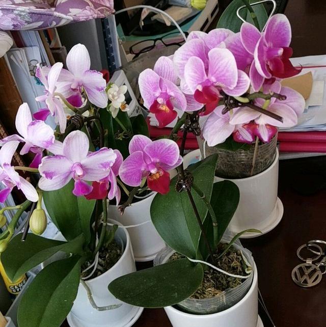 空气湿度|烂根的蝴蝶兰别扔,学会这么做,猛窜花枝,年年都开花