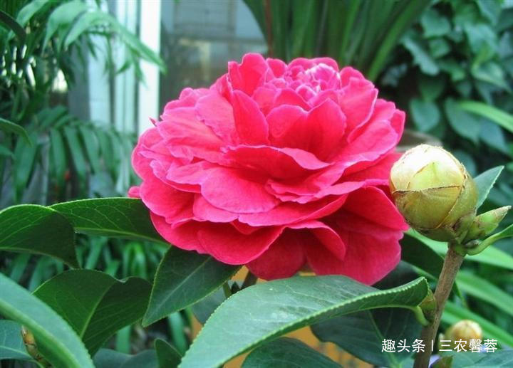 茶花秋季养护诀窍，记住几点，叶子翠绿不黄叶，花开艳丽爆盆