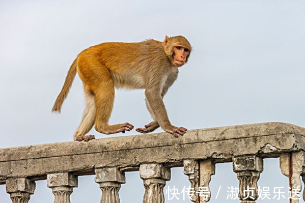 生肖猴|“福气猴”过了52岁，一定要花一分钟好好看看，尤其是68年的！