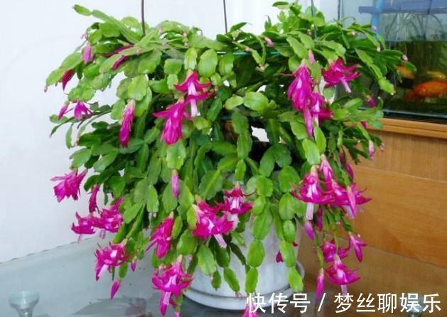 蟹爪兰叶片软趴趴怎么办从3方面对症处理,冬春花开爆满盆