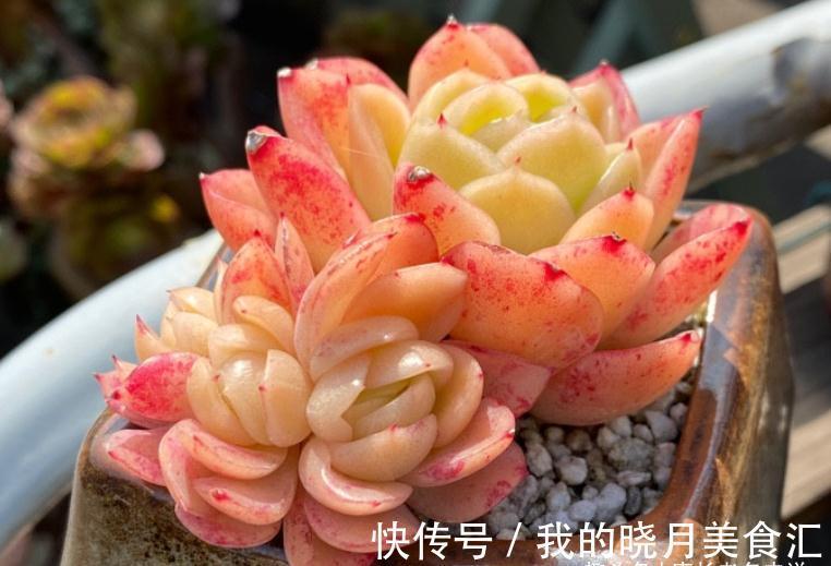 东云系多肉较易出状态,而这“6品种”尤其如此,冬天可轻松上色